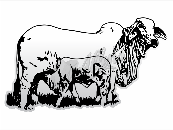 Bhraman Sticker Brahman Cow & Calf Vehicle Sticker – Allens Tint & Signs